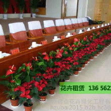 禮品花卉 傳遞情感的綠色藝術(shù)